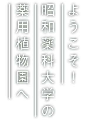 ようこそ！昭和薬科大学の薬用植物園へ