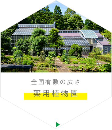 [全国有数の広さ]薬用植物園