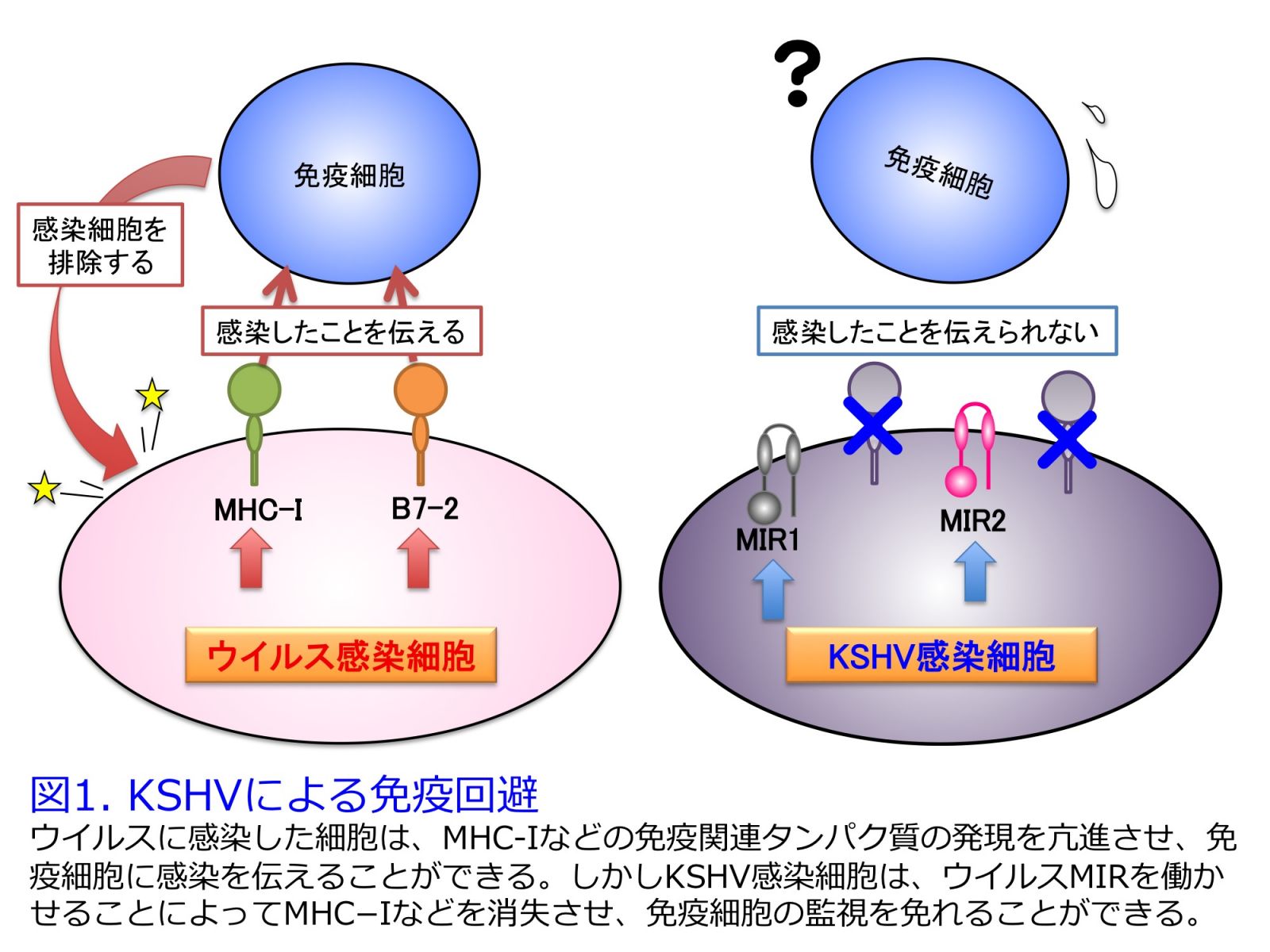 KSHVによる免疫回避