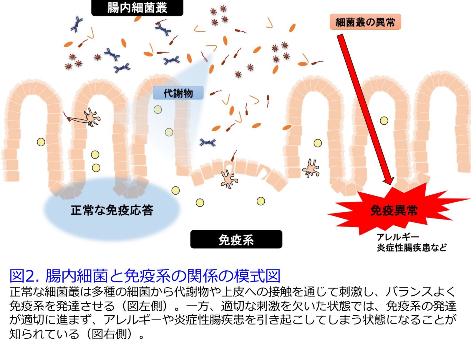 腸内細菌と免疫系の関係の模式図