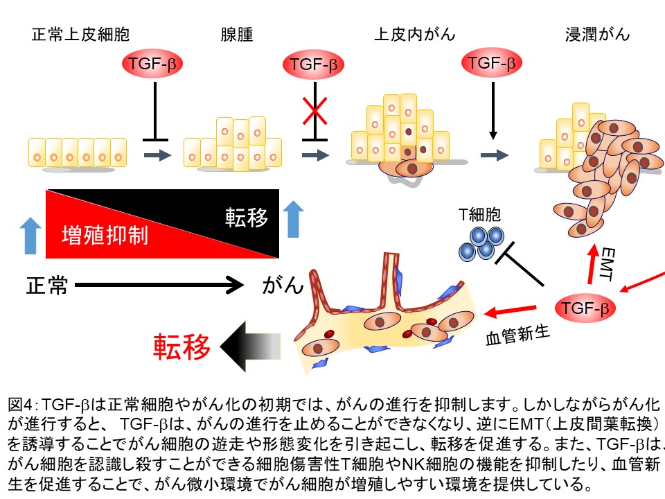 生化学研究室トップ | 生化学研究室