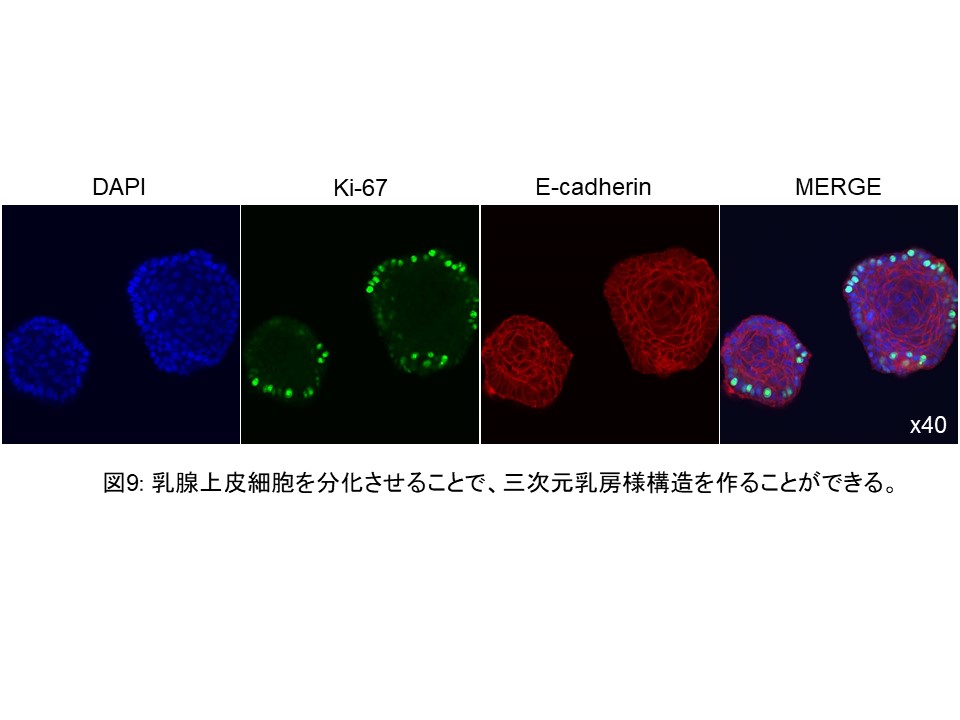 生化学研究室トップ | 生化学研究室 生化学研究室トップ | 生化学研究室