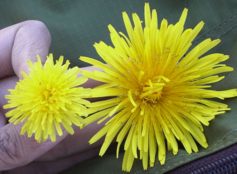 シコタンタンポポの花