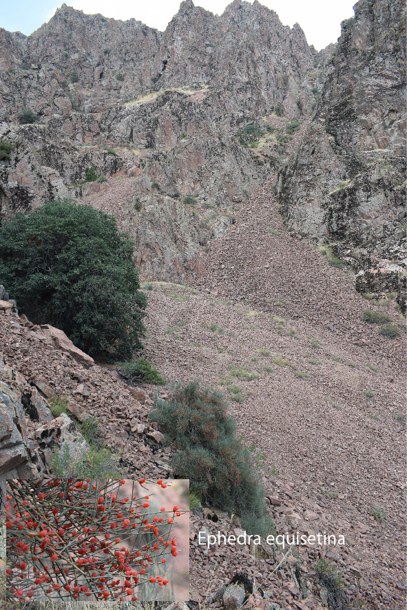 Ephedra equisetina