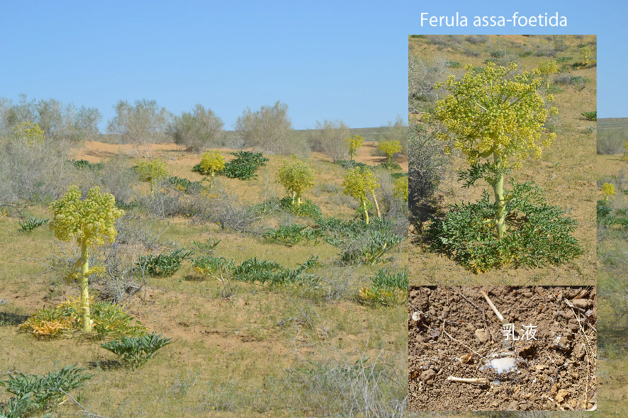 Ferula